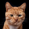 Avatar de l’utilisateur